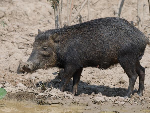 Witlippekari (Tayassu pecari)